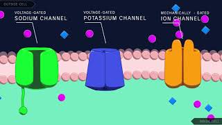 Action Potential in the Neuron [upl. by Kinsley]