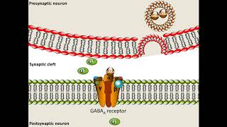 Pentobarbital  Mechanism of Action [upl. by Annairda]