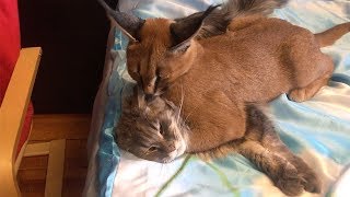 Family Live With Wild Caracal Cat [upl. by Boris]