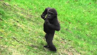 Gorillas at Jersey Zoo [upl. by Stead]