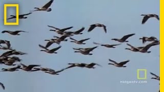 Geese Fly Together  National Geographic [upl. by Areek]