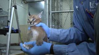 Caracal kittens at five weeks Growing fast [upl. by Eytak]