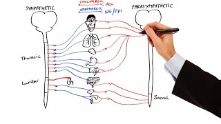 Pharmacology  AUTONOMIC NERVOUS SYSTEM MADE EASY [upl. by Inoliel]