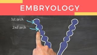 Pharyngeal arches  Anatomy [upl. by Eical730]