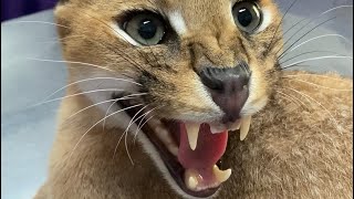 Roo the Caracal goes to the vet  angry caracal hisses at vet staff [upl. by Ayatnwahs]