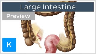 Large Intestine Structure and Function preview  Human Anatomy  Kenhub [upl. by Ueihtam]