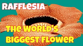 Rafflesia Flower  The Worlds Biggest and Strange Flower  Natural Attractions  Ecotourism Journey [upl. by Theurer]