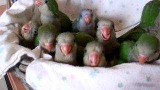 Baby Quaker Parrots Time to Eat [upl. by Tranquada263]