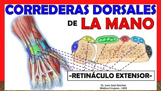 🥇 CORREDERAS DORSALES DE LA MANO Retináculo Extensor Compartimientos [upl. by Nairolf184]