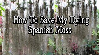 How to Save my Dying Spanish Moss [upl. by Isnyl]