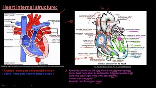 Grade 10 Life Sciences Human Transport System Part 3 Heart Internal Structure [upl. by Silma824]