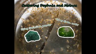 How To Culture Daphnia and Moinas using Green Water Spirulina powder [upl. by Fineman]