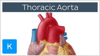 Thoracic Descending Aorta Anatomy amp Branches  Kenhub [upl. by Aeret]