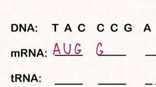 How To Use The Genetic Codon Chart [upl. by Ellenyl964]