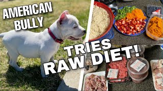 How to start an American Bully’s Raw Diet  Pretty Bully Kennels [upl. by Dragde]