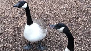 Swans Geese Canada Egyptian and Greylag Coots Ducks Chasing attacking honking and hissing [upl. by Eusebio]