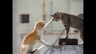 Real Cat Fight  Watch With Sound [upl. by Artimid856]