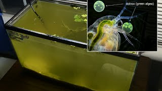 Raising Daphnia for the Freshwater Aquarium [upl. by Courtnay]