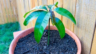 How To Grow A Mango Tree From Seed in 6 Weeks  EASY  Includes Time Lapse [upl. by Asyal]