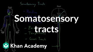 Somatosensory tracts  Organ Systems  MCAT  Khan Academy [upl. by Rellek]