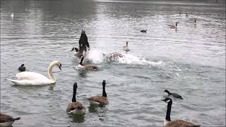 Swans Geese Coots Ducks Gulls Canada Geese Greylag Goose Fighting and chasing 2nd March 2021 [upl. by Colwen]