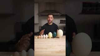 I Cooked the World’s CRAZIEST Eggs [upl. by Mauer]