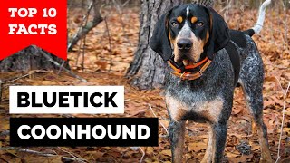 Bluetick Coonhound  Top 10 Facts [upl. by Felisha]