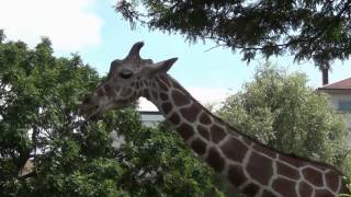 Zoo Karlsruhe  Großer Rundgang mit allen Tieren und Attraktionen [upl. by Edylc982]