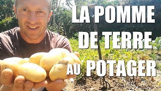 La POMME DE TERRE au potager [upl. by Nosae]