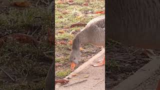 Greylag goose 🪿 [upl. by Leiuqese76]