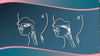 Embryology  Development of Pharyngeal Apparatus [upl. by Alyag]