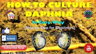 HOW TO CULTURE DAPHNIA In Easy Way [upl. by Stranger]