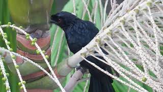 Drongo  interesting sounds and calls of drongos [upl. by Ocram843]