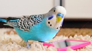 Budgie singing to mirror  Parakeet Sounds [upl. by Asenad265]