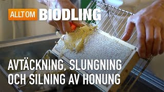 Avtäckning slungning och silning av honung  Biodling [upl. by Nevur596]