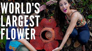 Worlds Largest Flower Rafflesia Hunting with Dear Alyne in Kinabalu National Park Ranau Sabah [upl. by Onitnas]